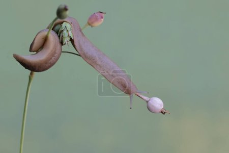 Dos babosas de campo están comiendo el fruto de la planta de lágrimas del trabajo. Este caracol sin estantes tiene el nombre científico Deroceras reticulatum.