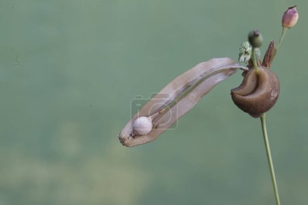 Zwei Feldschnecken fressen die Früchte der Tränenpflanze. Diese schalenlose Schnecke trägt den wissenschaftlichen Namen Deroceras reticulatum.