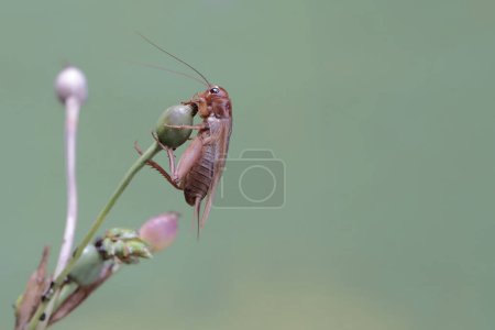 Un cricket mange les larmes du boulot. Cet insecte porte le nom scientifique de Gryllus campestris.