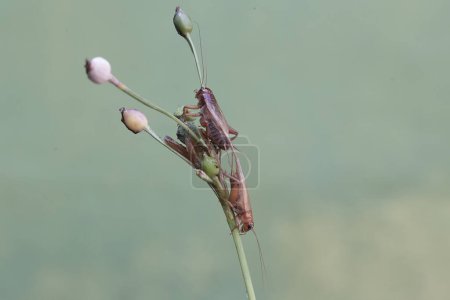 Zwei Feldgrillen fressen Jobtränen. Dieses Insekt trägt den wissenschaftlichen Namen Gryllus campestris.