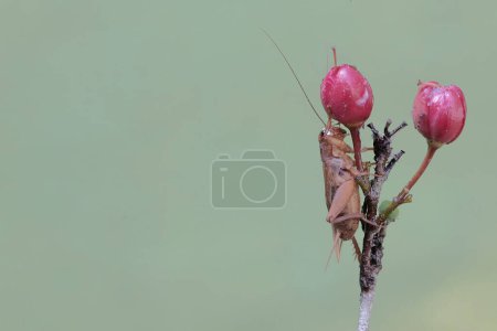 A field cricket is eating bird's eye bush flowers. This insect has the scientific name Gryllus campestris.