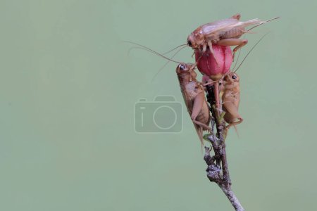 Three field crickets are eating bird's eye bush flowers. This insect has the scientific name Gryllus campestris.