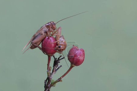 Two field crickets are eating bird's eye bush flowers. This insect has the scientific name Gryllus campestris.