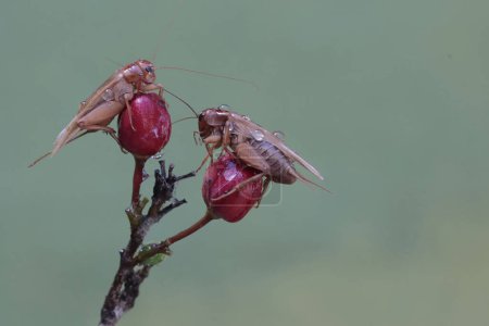 Dos grillos de campo están comiendo flores de arbusto ocular de pájaro. Este insecto tiene el nombre científico Gryllus campestris.