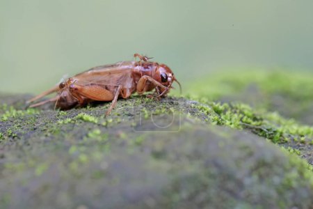 Der Kadaver einer Feldgrille ist von einer Reihe roter Ameisen umgeben. Dieses Insekt trägt den wissenschaftlichen Namen Gryllus campestris.