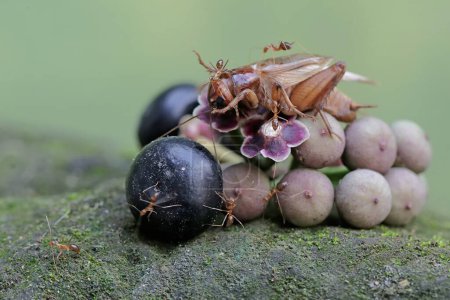 El cadáver de un grillo de campo está rodeado por una serie de hormigas rojas. Este insecto tiene el nombre científico Gryllus campestris.
