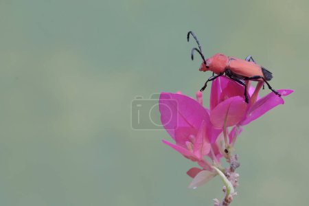 escarabajos
