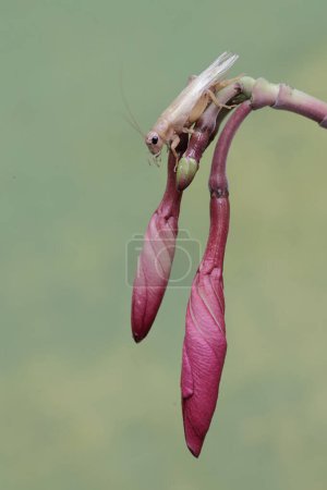 Un grillo de campo está comiendo flores de frangipani. Este insecto tiene el nombre científico Gryllus campestris.
