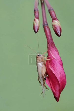 A field cricket is eating frangipani flowers. This insect has the scientific name Gryllus campestris.