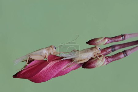 Two field crickets are eating frangipani flowers. This insect has the scientific name Gryllus campestris.