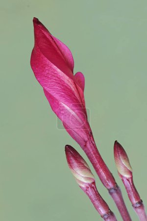 La beauté des boutons floraux de frangipani prêts à fleurir. Cette fleur a le nom scientifique Plumeria sp.