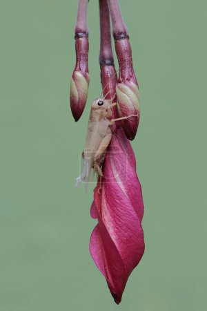 Un grillon mange des fleurs de frangipani. Cet insecte porte le nom scientifique de Gryllus campestris.