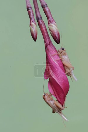 Dos grillos de campo están comiendo flores de frangipani. Este insecto tiene el nombre científico Gryllus campestris.