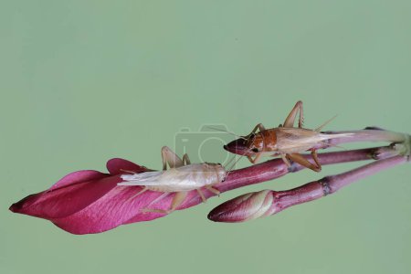 Two field crickets are eating frangipani flowers. This insect has the scientific name Gryllus campestris.