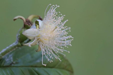 La beauté de la goyave en pleine floraison. Cette plante, dont le fruit a beaucoup de petites graines, a le nom scientifique Psidium guajava L.