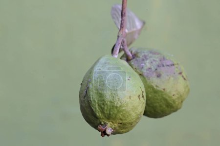 Guaven-Zweig mit einer Reihe großer Früchte, die geerntet werden können. Diese Pflanze, deren Frucht viele kleine Samen hat, trägt den wissenschaftlichen Namen Psidium guajava L.