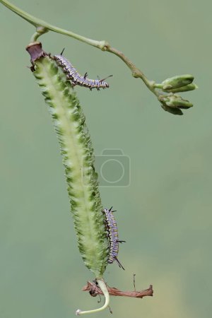 Two caterpillars are eating winged bean flower buds. This insect likes to eat flowers, fruit and young leaves.