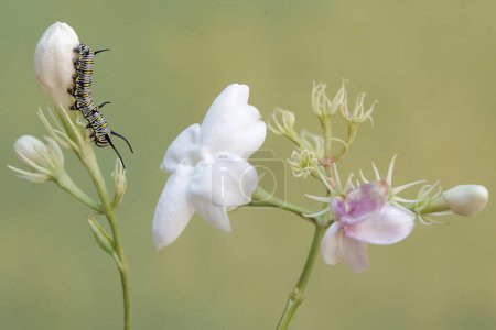 Eine Raupe frisst Jasminblüten. Dieses Insekt frisst gerne Blumen, Früchte und junge Blätter.