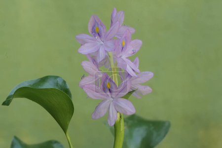 La beauté des fleurs de jacinthe d'eau pourpre clair. Cette plante qui pousse flottant dans l'eau a le nom scientifique Eichhornia crassipes.