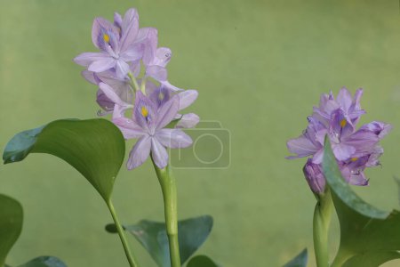La belleza de las flores de jacinto de agua púrpura claro. Esta planta que crece flotando en el agua tiene el nombre científico Eichhornia crassipes.