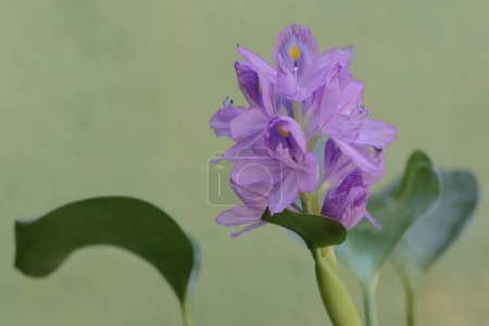 The beauty of the light purple water hyacinth flowers. This plant that grows floating in water has the scientific name Eichhornia crassipes.