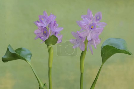 La belleza de las flores de jacinto de agua púrpura claro. Esta planta que crece flotando en el agua tiene el nombre científico Eichhornia crassipes.