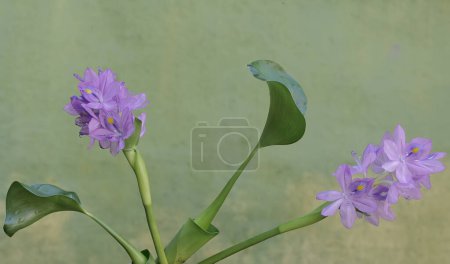 Die Schönheit der hellvioletten Wasserhyazinthe blüht. Diese Pflanze, die schwimmend im Wasser wächst, trägt den wissenschaftlichen Namen Eichhornia crassipes.