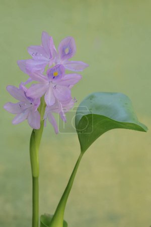 Die Schönheit der hellvioletten Wasserhyazinthe blüht. Diese Pflanze, die schwimmend im Wasser wächst, trägt den wissenschaftlichen Namen Eichhornia crassipes.