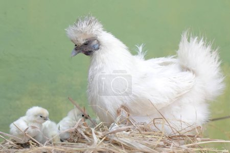 Una hembra adulta de pollo sedoso está cuidando a sus polluelos recién nacidos con gran afecto. Este animal tiene el nombre científico Gallus gallus domesticus.
