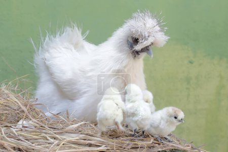 Una hembra adulta de pollo sedoso está cuidando a sus polluelos recién nacidos con gran afecto. Este animal tiene el nombre científico Gallus gallus domesticus.