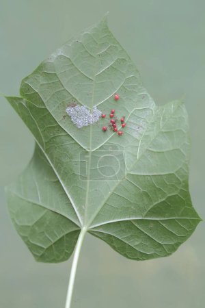 Newly hatched baby harlequin bugs on the leaves of Jatropha sp. This brightly colored insect has the scientific name Tectocoris diophthalmus.