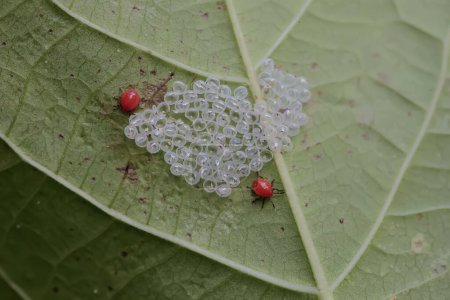Newly hatched baby harlequin bugs on the leaves of Jatropha sp. This brightly colored insect has the scientific name Tectocoris diophthalmus.