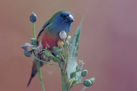 A pin-tailed parrotfinch is eating Job's tears seeds. This beautiful, rainbow-colored bird has the scientific name Erythrura prasina.