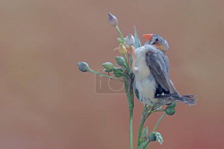 A zebra finch is eating Job's tears seeds. This small, beautifully colored bird has the scientific name Taeniopygia guttata.