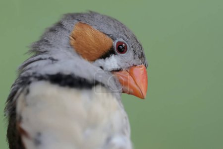 The head of a zebra finch looks beautiful. This small, beautifully colored bird has the scientific name Taeniopygia guttata.
