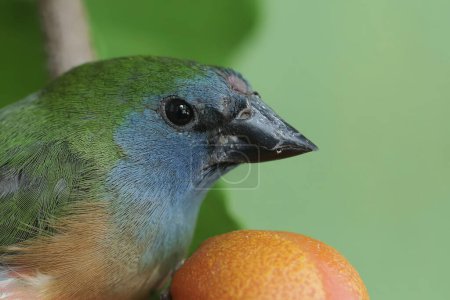 Un perroquet à queue épingle cherche de la nourriture dans les buissons. Cet oiseau, dont les plumes sont belles comme les couleurs d'un arc-en-ciel, a le nom scientifique Erythrura prasina.