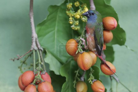 Un perroquet à queue épingle cherche de la nourriture dans les buissons. Cet oiseau, dont les plumes sont belles comme les couleurs d'un arc-en-ciel, a le nom scientifique Erythrura prasina.