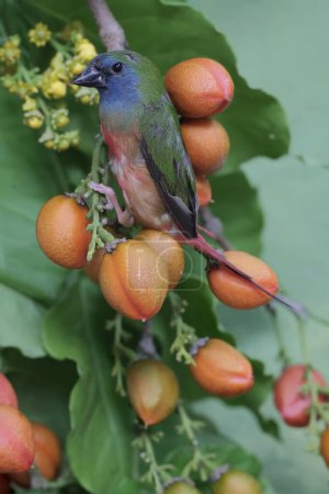 A pin-tailed parrotfinch is looking for food in the bushes. This bird, whose feathers are beautiful like the colors of a rainbow, has the scientific name Erythrura prasina.