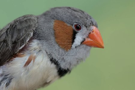The head of a zebra finch looks beautiful. This small, beautifully colored bird has the scientific name Taeniopygia guttata.