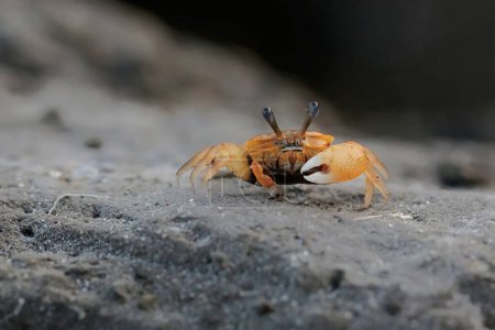 A fiddler crab is hunting for prey on the rocks on the beach. This animal has the scientific name Uca sp.
