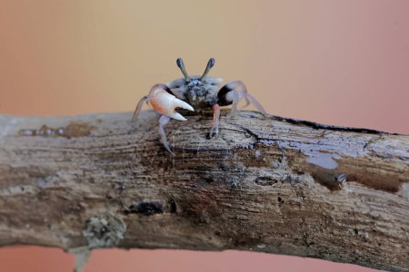 995 / 5.000A fiddler crab is hunting for prey in rotten tree trunks washed away by river flows. This animal has the scientific name Uca sp.