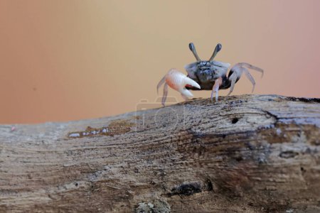 995 / 5.000A fiddler crab is hunting for prey in rotten tree trunks washed away by river flows. This animal has the scientific name Uca sp.