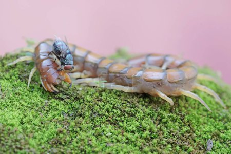 Une carcasse de mille-pattes sur un rocher recouvert de mousse est entourée de mouches vertes. Cet animal à pattes multiples porte le nom scientifique de Scolopendra morsitans.