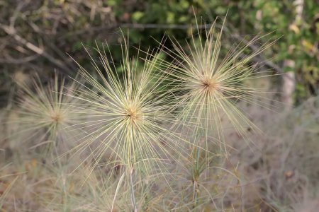 Un tramo de hierba rosada que crece abundantemente en la playa. Esta hierba, que también se conoce como hierba corriente, tiene el nombre científico Spinifex longifolius.