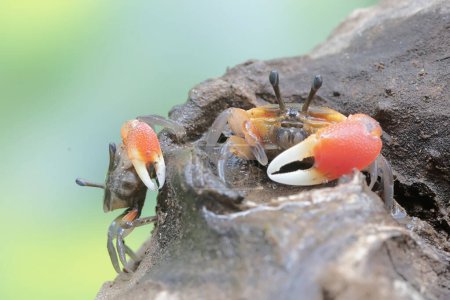 Two fiddler crabs are hunting for prey in dry wood drifting in the currents of coastal estuaries. This animal has the scientific name Uca sp.