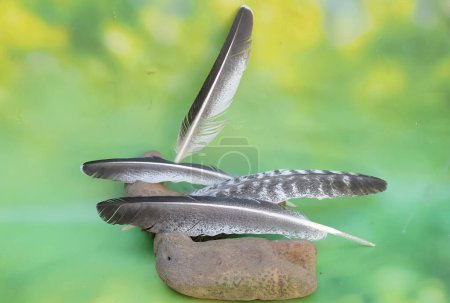 Les plumes de dinde femelle tombent. Cet oiseau, qui est inclus dans l'ordre des Galliformes, porte le nom scientifique de Meleagris gallopavo.