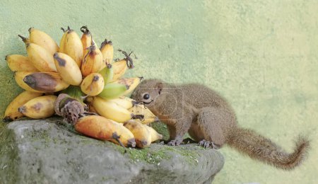 Ein Spitzwegerich frisst ein Bündel reifer Bananen, die zu Boden fallen. Dieses Nagetier trägt den wissenschaftlichen Namen Callosciurus notatus.
