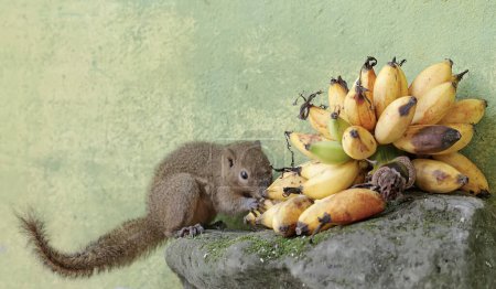 Ein Spitzwegerich frisst ein Bündel reifer Bananen, die zu Boden fallen. Dieses Nagetier trägt den wissenschaftlichen Namen Callosciurus notatus.