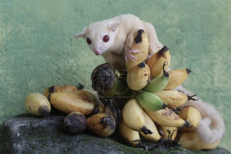 A young albino sugar glider eating a bunch of ripe bananas that fell to the ground. This mammal has the scientific name Petaurus breviceps.