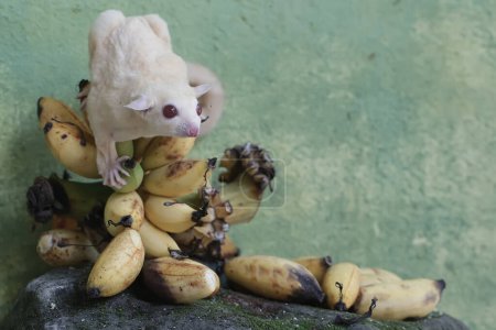 A young albino sugar glider eating a bunch of ripe bananas that fell to the ground. This mammal has the scientific name Petaurus breviceps.